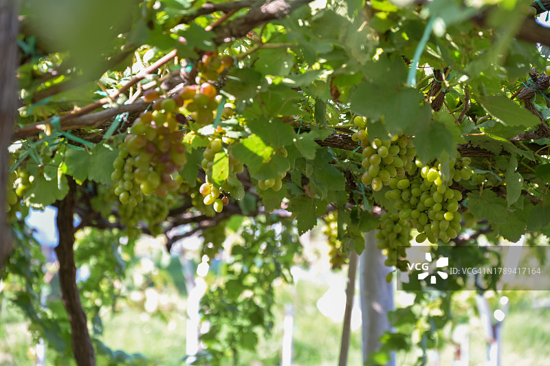 挂在树枝上的成串葡萄——成熟的葡萄用于食用和酿酒——参观越南东南亚一系列美丽的葡萄园图片素材