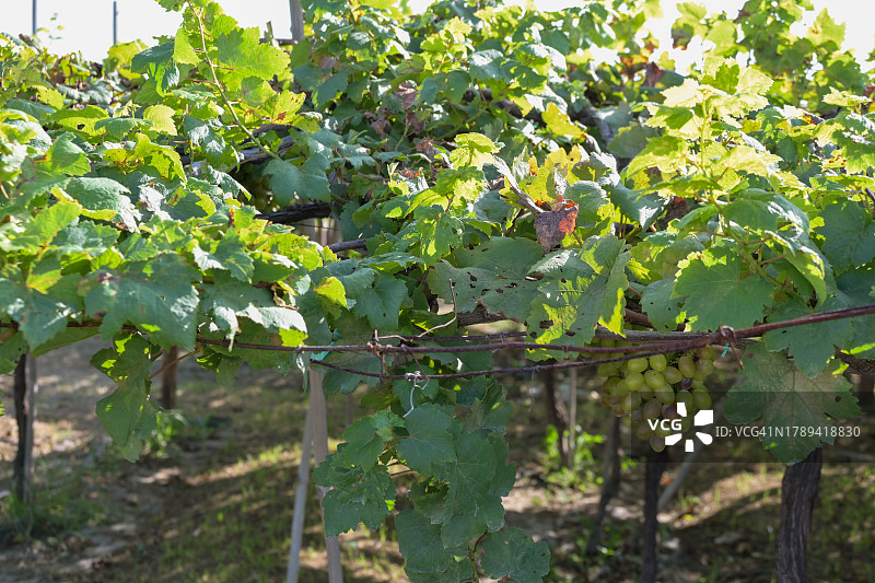 葡萄庄园之旅图片素材