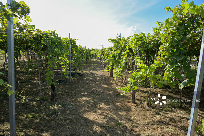 葡萄庄园之旅图片素材