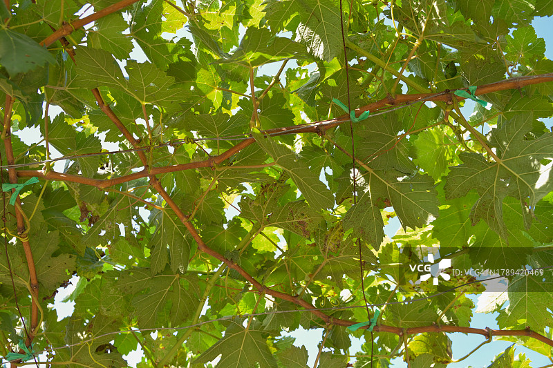 葡萄庄园之旅图片素材