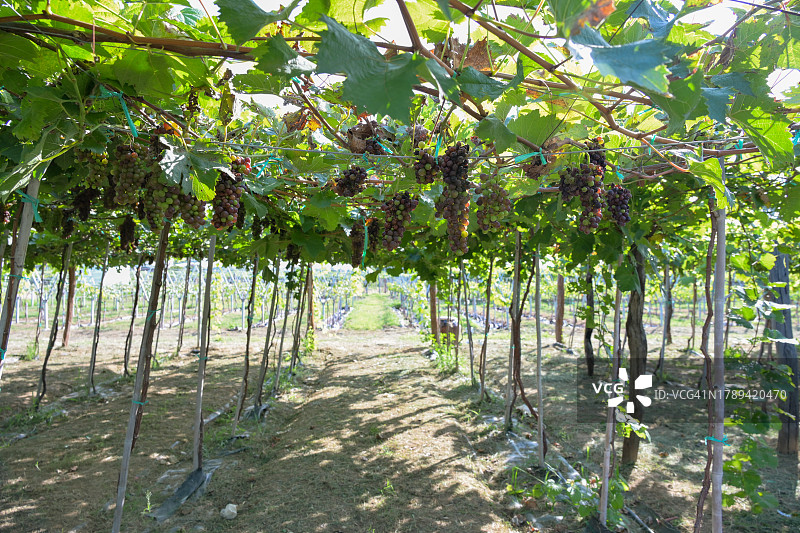 葡萄庄园之旅图片素材
