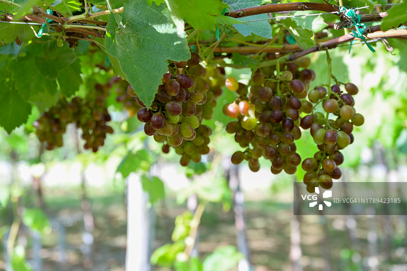 挂在树枝上的成串葡萄——成熟的葡萄用于食用和酿酒——参观越南东南亚一系列美丽的葡萄园图片素材