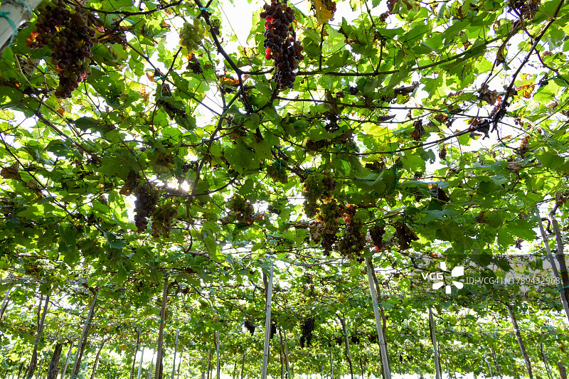 葡萄庄园之旅图片素材