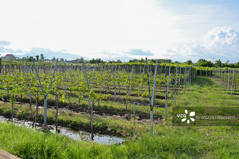 葡萄庄园之旅图片素材
