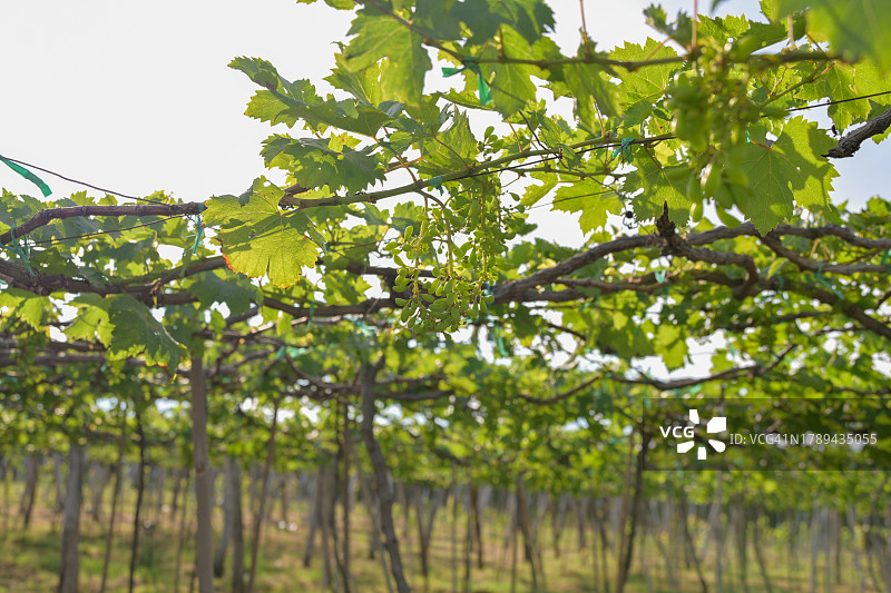 葡萄庄园之旅图片素材