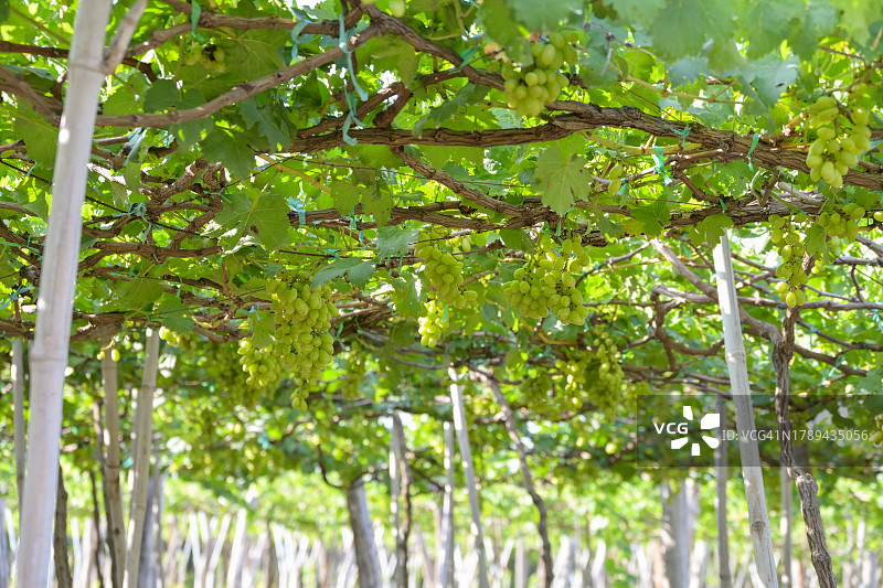 葡萄庄园之旅图片素材