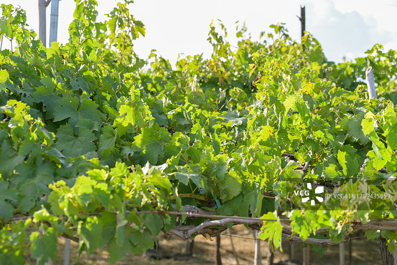 葡萄庄园之旅图片素材