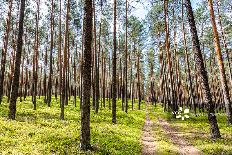 苏格兰松树林小路图片素材