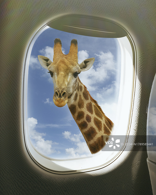 飞机舷窗外的长颈鹿图片素材