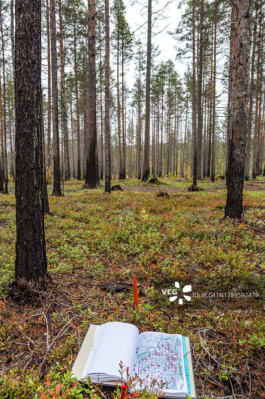 针叶北方森林树木笔记图片素材
