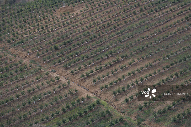 俯瞰柑橘树幼苗田图片素材