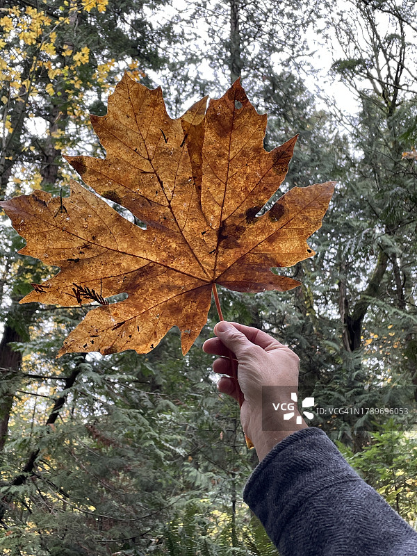 男人拿着大枫叶对着阳光图片素材