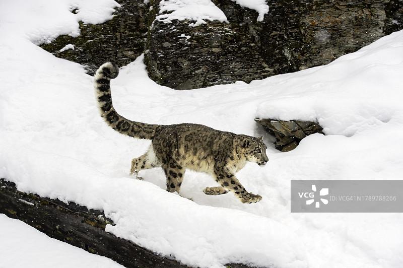 雪豹图片素材