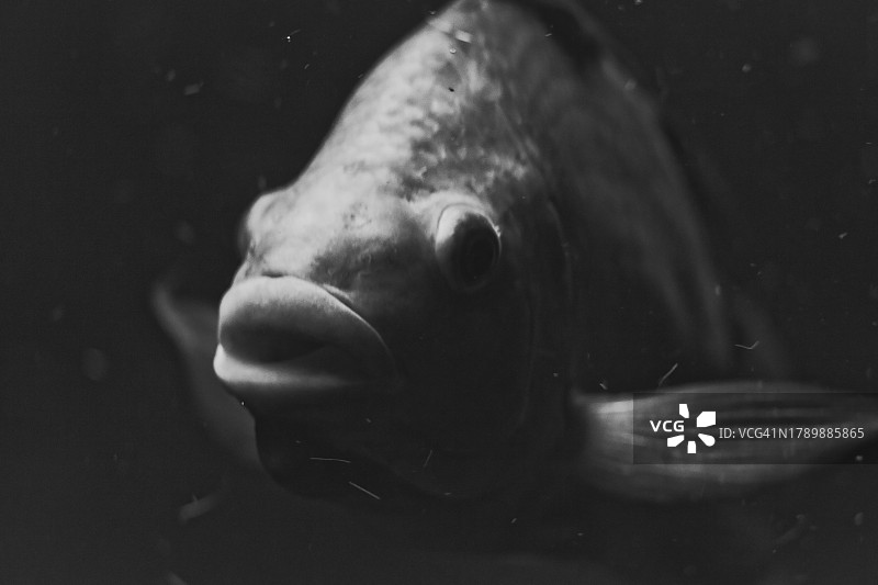 水中的鱼图片素材