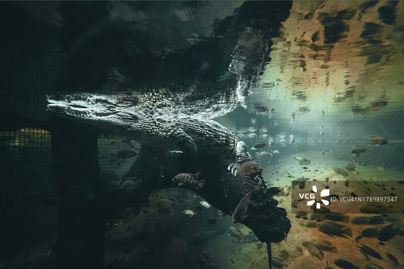 水中树干上的鳄鱼图片素材