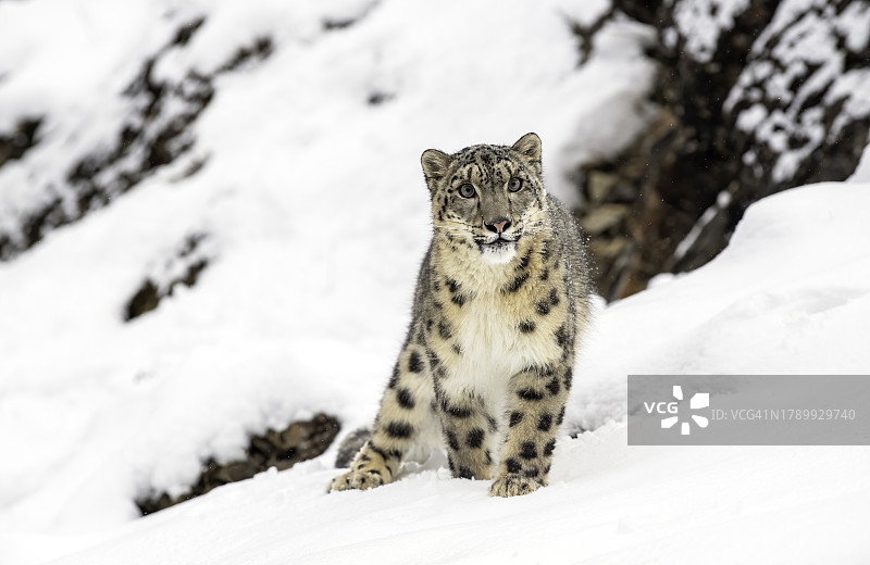 雪豹图片素材