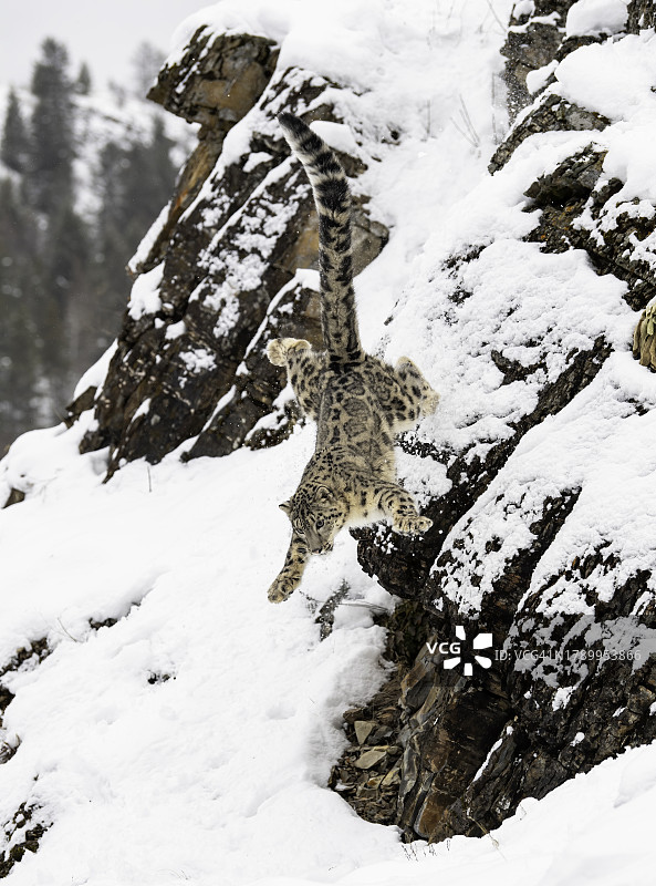 雪豹图片素材