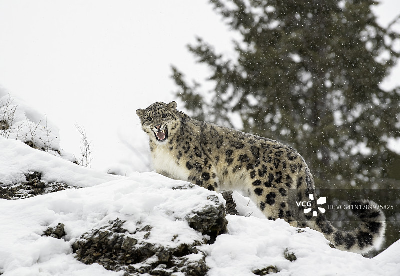 雪豹图片素材