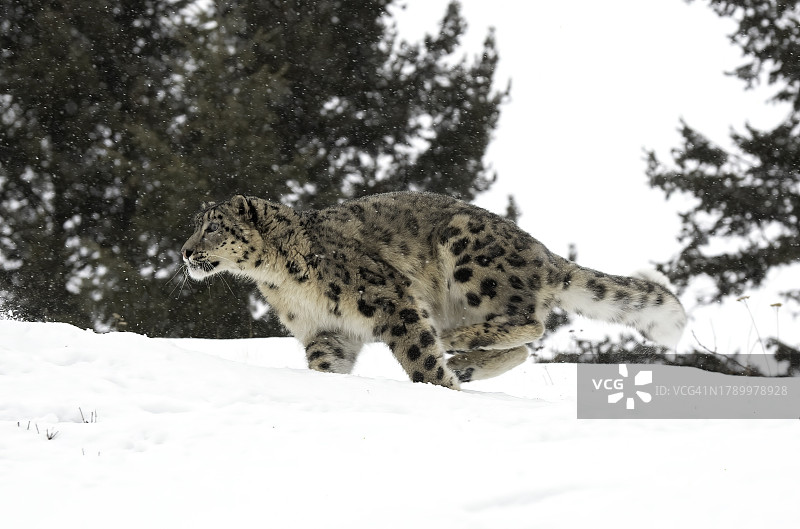 雪豹图片素材
