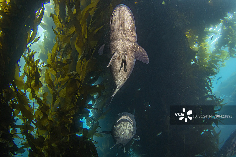 gsb4Jun1-23图片素材