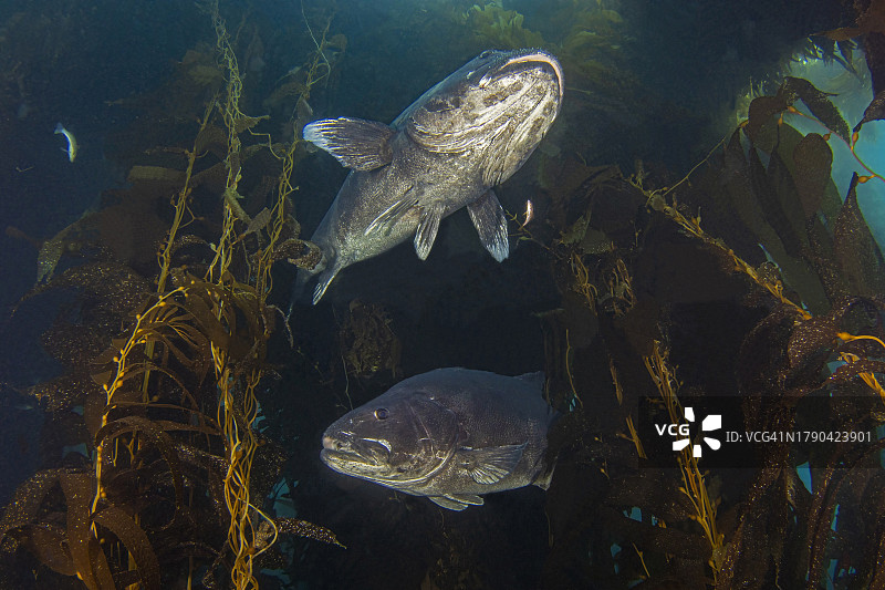 gsb1Jun1-23图片素材