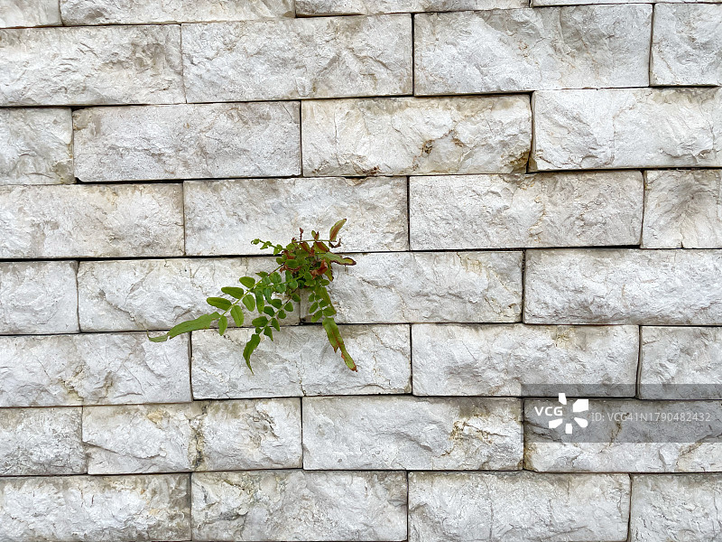 在水泥墙中生长的绿色植物图片素材