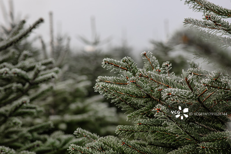 圣诞树农场上雾中结霜的诺德曼冷杉树图片素材