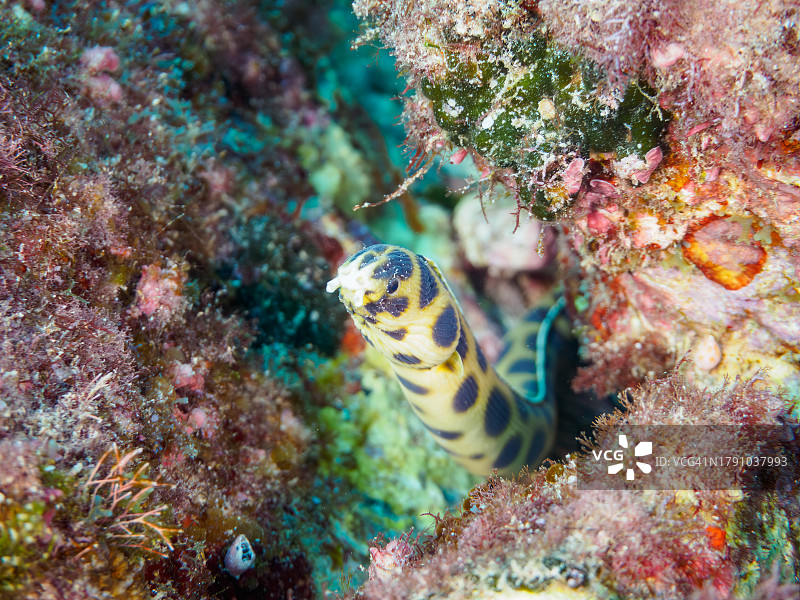 神秘的虎蛇鳗：摄于东京伊豆群岛式根岛图片素材