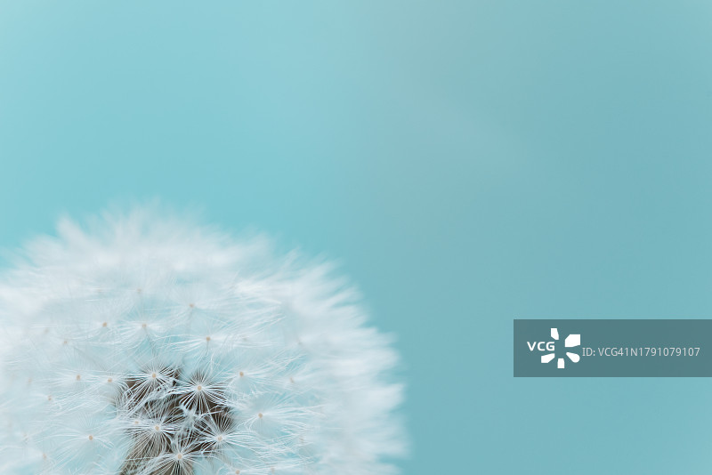 蓝色背景下的蒲公英宏观图：希望与梦想图片素材