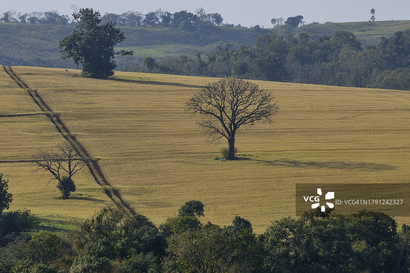 巴西隆德里纳的大豆种植园图片素材