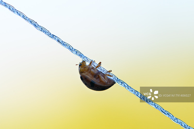 细绳上的瓢虫特写图片素材