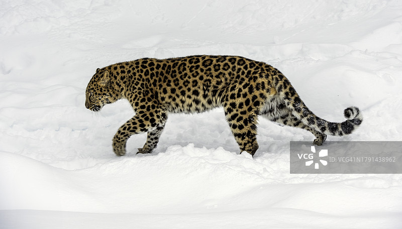 黑龙江豹图片素材