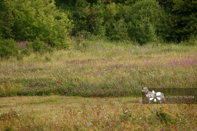 在德国站在草地上的狗的侧视图图片素材