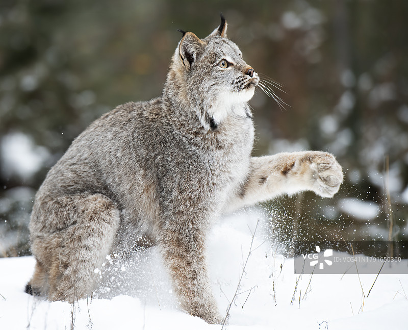加拿大猞猁图片素材