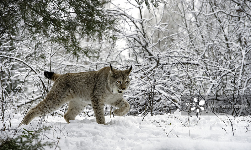 西伯利亚猞猁图片素材