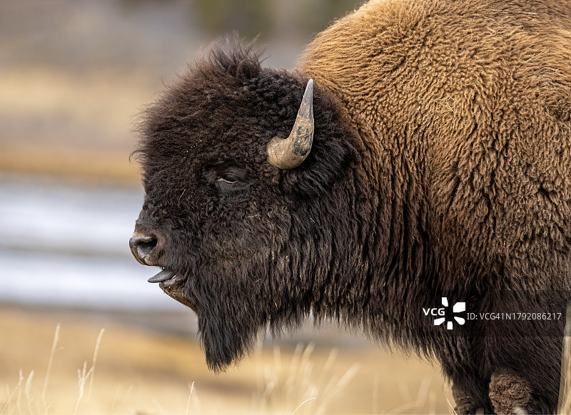 滚滚野牛图片素材