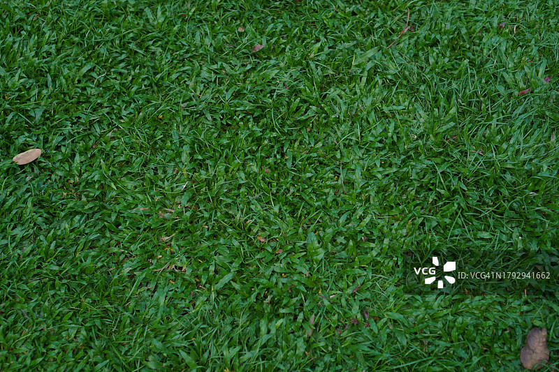 热带地毯草图片素材