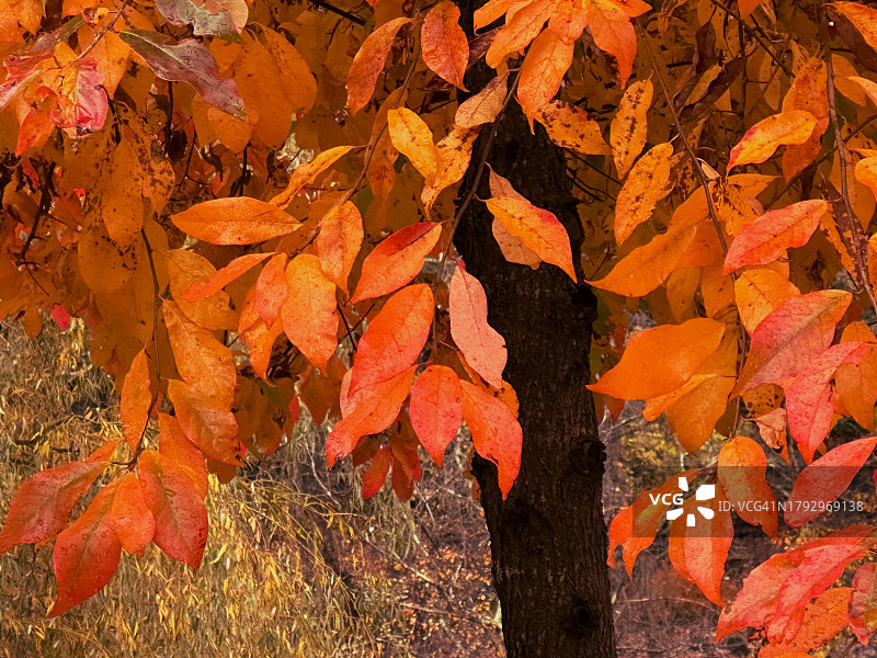 峰顶的橙色秋色图片素材