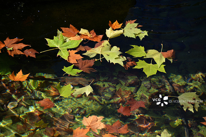 法国喷泉中的彩色树叶图片素材