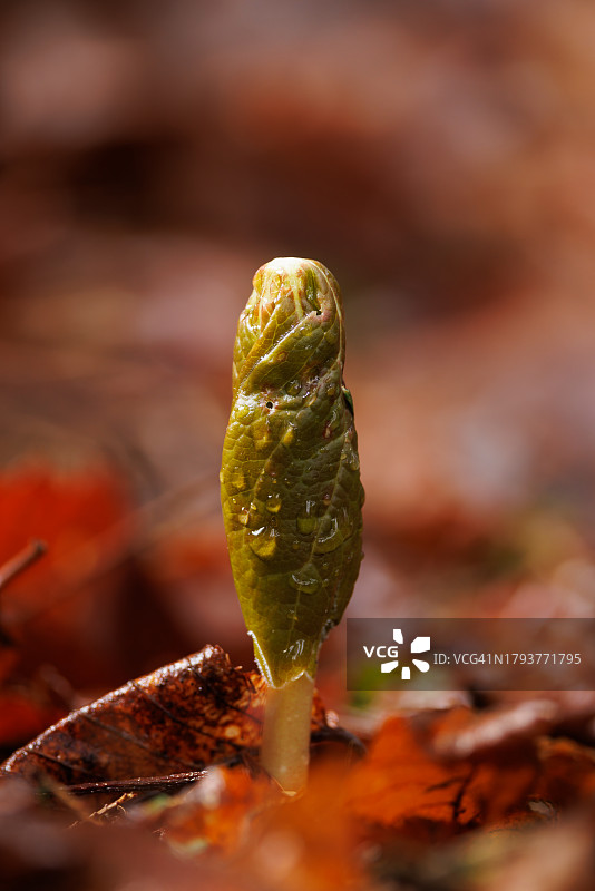 新兴的五月苹果图片素材