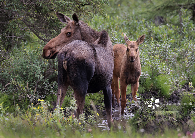 驼鹿母子图片素材