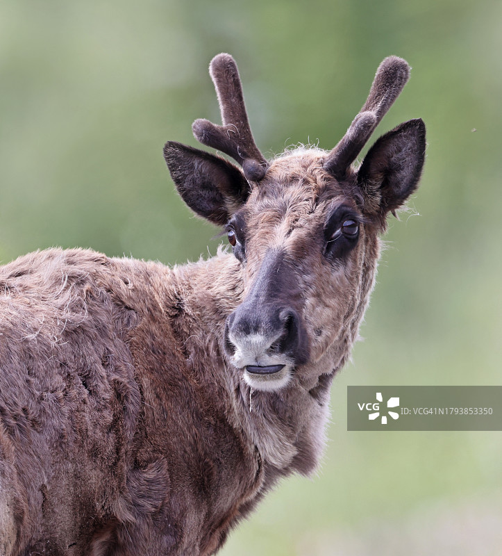 林地驯鹿的肖像图片素材