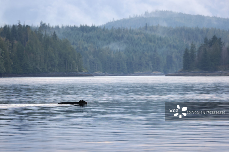 游泳的黑熊图片素材