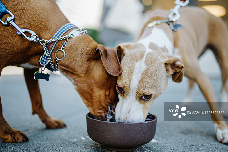 两只狗喝水图片素材