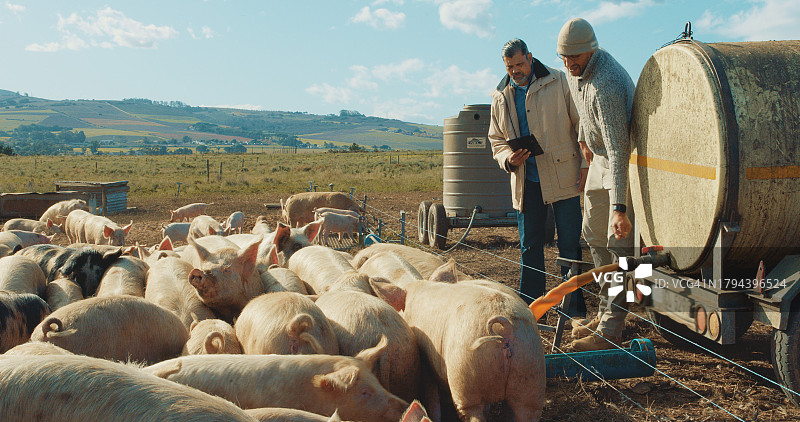 男性农民使用平板电脑在田间分析农作物健康状况，进行可持续肉类生产图片素材