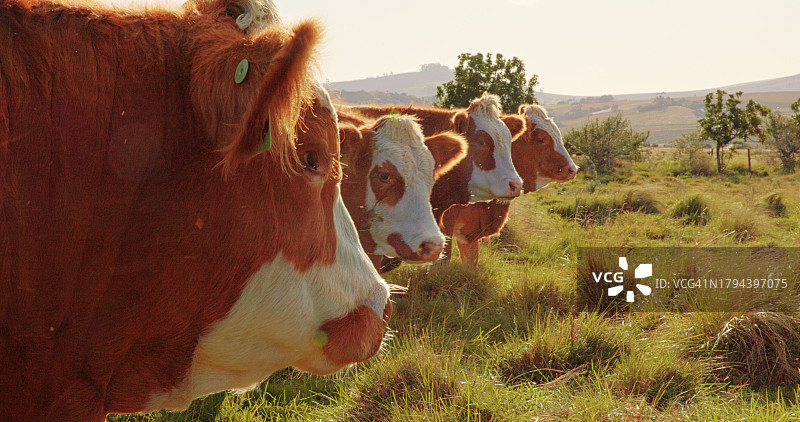 奶牛：田野农业和牲畜，乡村和乳品农场，用于蛋白质生产、生态养殖。可持续性、自然以及牛肉、肉类和牛奶行业的家畜动物特写图片素材