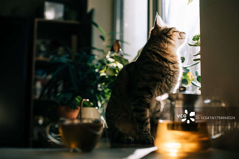 家里的宠物和植物。毛茸茸的有趣的猫坐在厨房的桌子上，靠近小花园，花园里有赤陶土罐里的室内植物香草。舒适的公寓。种植用于烹饪的辛辣罗勒、芝麻菜、芳香薄荷。图片素材