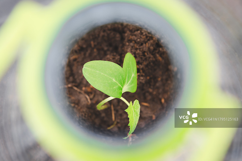 温室中受塑料瓶保护的黄瓜苗图片素材