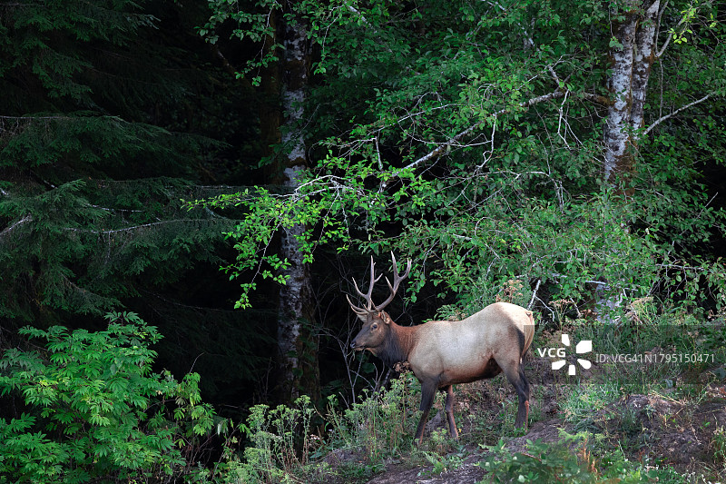 俄勒冈州曼zanita附近的罗斯福麋鹿图片素材