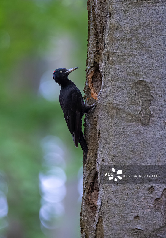 德国日落时分的黑啄木鸟图片素材